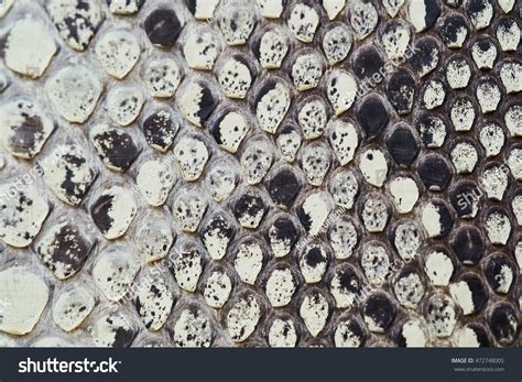 Image result for Embroider Python Skin