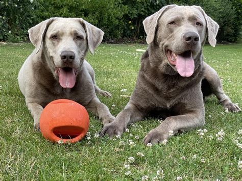 Image result for Labrador Retriever All Colors