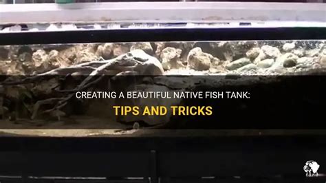 Image result for Native Fish Tank