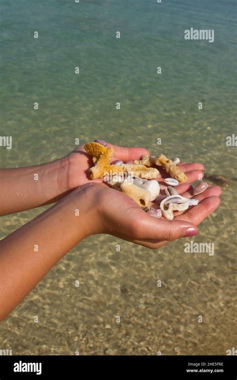 Sea Shells Collecting 的图像结果