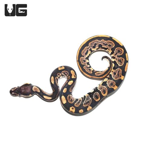 Image result for Calico Ball Python