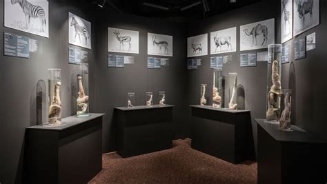 Phallological Museum in Iceland | Penis Museum in Iceland