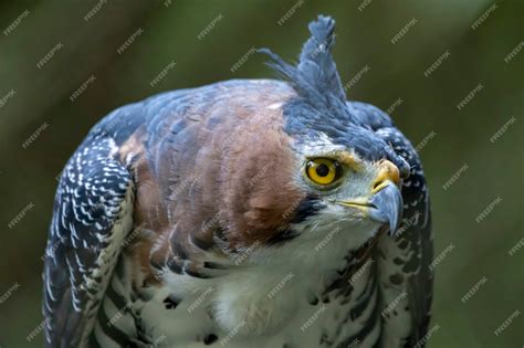 Premium Photo | The ornate hawk-eagle (spizaetus ornatus) is a fairly ...