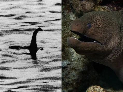 Science Says The Loch Ness Monster Isn't A Monster, It Might Be Just A ...
