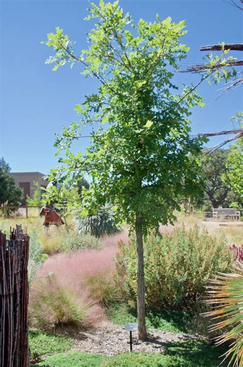 Quercus macrocarpa - bur oak | Santa Fe Botanical Garden