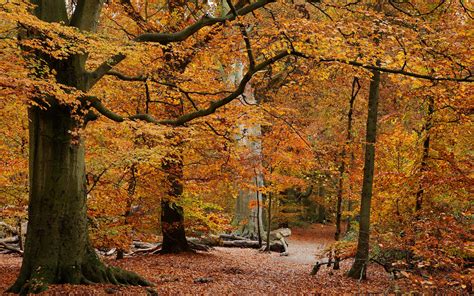 🔥 [85+] Fall Scenery Wallpapers Desktop | WallpaperSafari