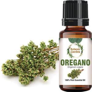 botanic garden Oregano Essential oil/ Origanum vulgare For Viral ...