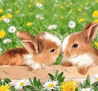 Image result for Spring Flowers with Baby Bunnies