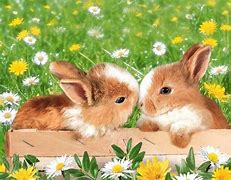 Image result for Cute Cartoon Baby Rabbit