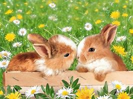 Image result for White Bunny Art Cute
