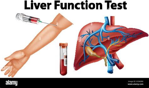 Image result for Liver Function Test Diagram