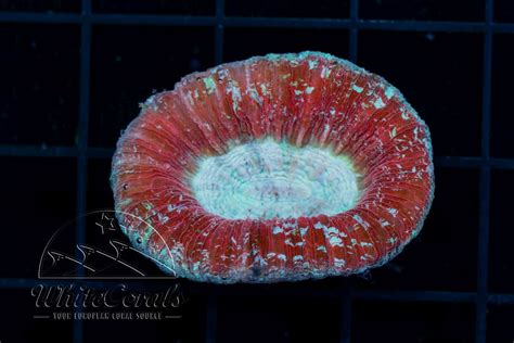 Trachyphyllia Red (Filter)-LPS_241226_031