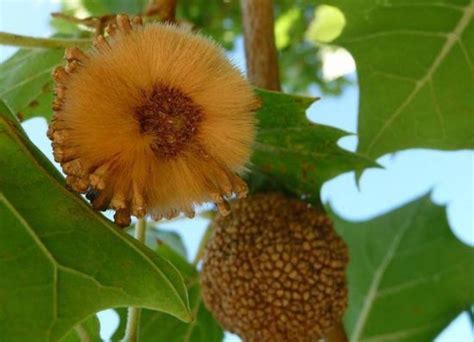 Image result for Sycamore Tree Usage