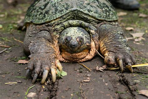 Snapping Turtle Hunting 的图像结果