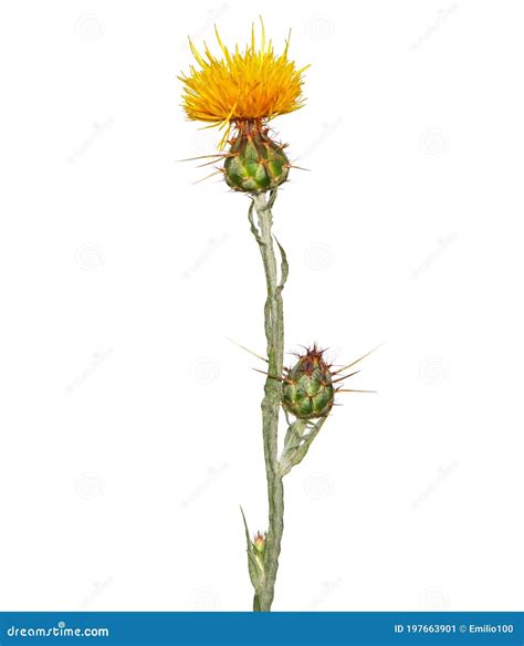 Yellow Star-thistle Flower, Centaurea Solstitialis Stock Image - Image of cockspur, thistle ...