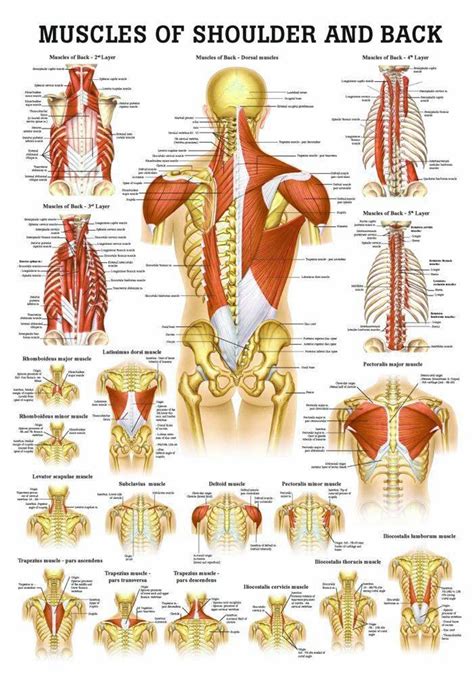 Shoulder And Back Muscles – Anatomy System – Human Body Anatomy diagram ...