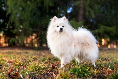 Fluffy Dog Breeds Small Fluffy Dog Breeds You'll Love Pets24