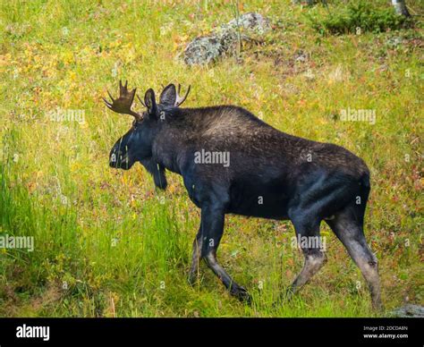 Bull moose, South Mineral Campground, San Juan National Forest near ...