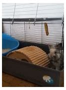 Image result for Cute Indoor Rabbit Hutch