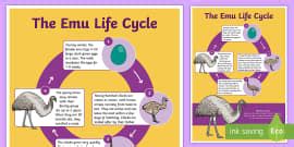 Cassowary Life Cycle Display Poster (teacher made) - Twinkl