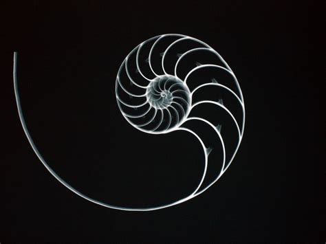Image result for Fibonacci Shell
