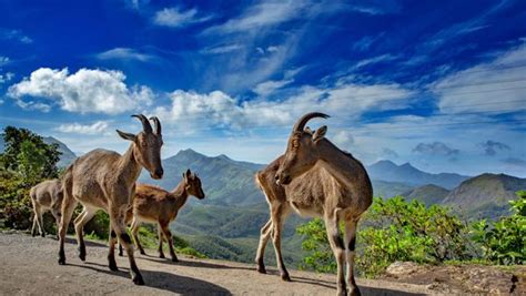 National Parks In South India You Must Explore