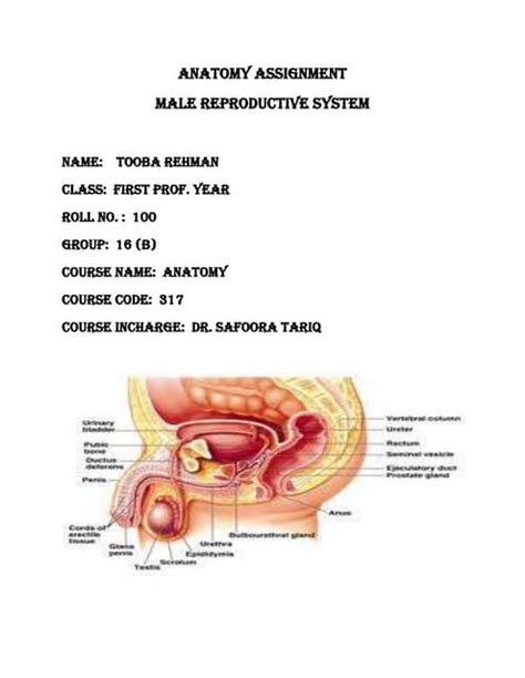 Image result for Male Reproduction System Textbook