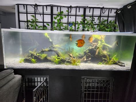 Discus Tank 的图像结果