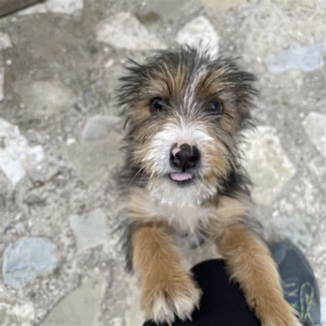 Dog Names in Spanish: Over 50 popular Spanish dog names!