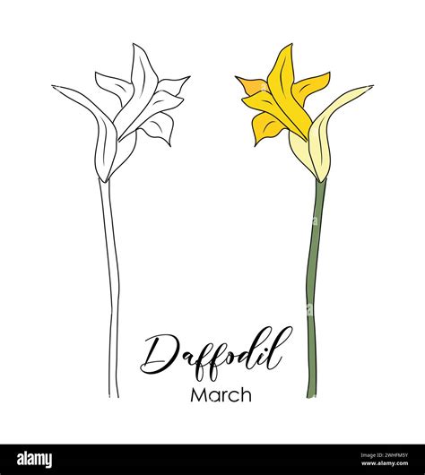 Wild daffodil flower Stock Vector Images - Alamy