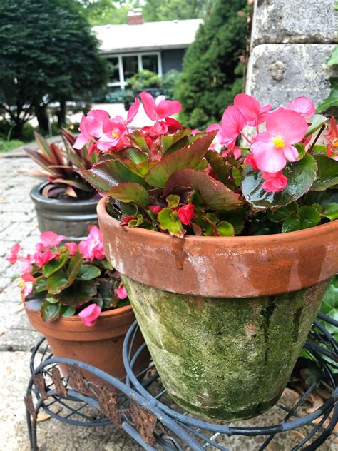 Wax Begonia Care: 11 Easy Tips to Know For Growing