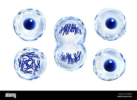 Image result for Cellular Development