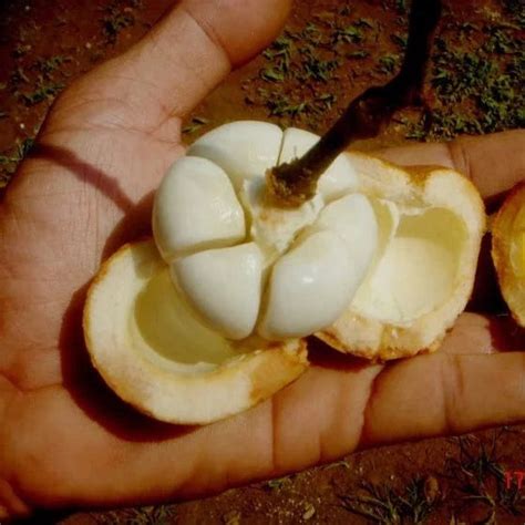 Tampoi Fruit Plant (Baccaurea Macrocarpa) – veliyathgardens