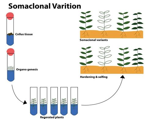 Variation Definition 的图像结果