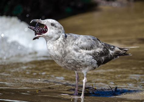 Western x Glaucous-winged Gull (hybrid) - eBird