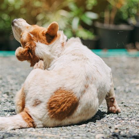 Are Dogs Really Allergic To Chicken at Danica Jones blog