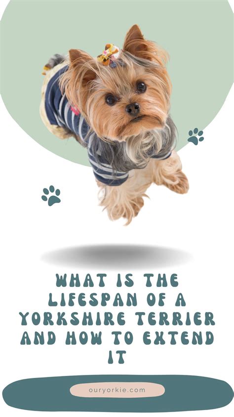 What is the lifespan of a yorkshire terrier and how to extend it – Artofit - lifespan of yorkshire terrier
