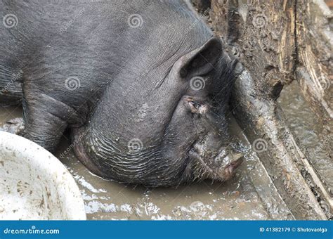 Big Pig : r/AbsoluteUnits