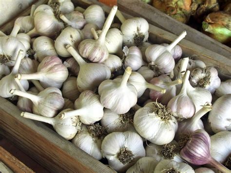 Best Way To Store Garlic - Storing Garlic Before And After Planting