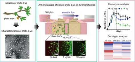Anti-Metastatic Effects of Plant Sap-Derived Extracellular Vesicles in ...