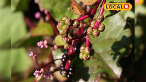 Health Tips: এই শাকের বীজ খেলেই দূর হবে ক্যানসার, ডায়াবেটিসের মতো মারণ ...