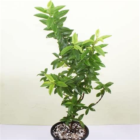 Taiwan pink guava plant grafted, grafted plant for Taiwan pink guava ...
