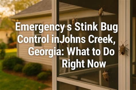 Emergency Stink Bug Control in Johns Creek, Georgia: What to Do Right ...