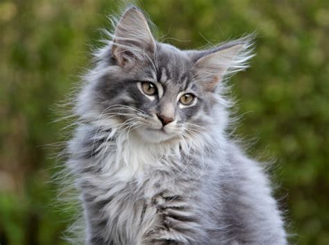 https://cattitudedaily.com/wp-content/uploads/2020/01/norwegian-forest-kitten-scaled.jpg?utm_source=chatgpt.com