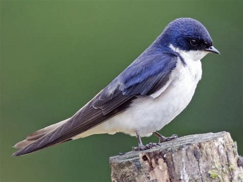 Chilean Swallow - eBird