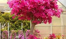 piante fiorite perenni catalogo piante perenni da fiore planeta srl piante fiorite perenni catalogo piante perenni da fiore planeta srl