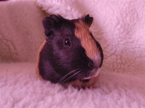 Meerschweinchen Kleinanzeigen | Meerschweinchen Annoncen ...