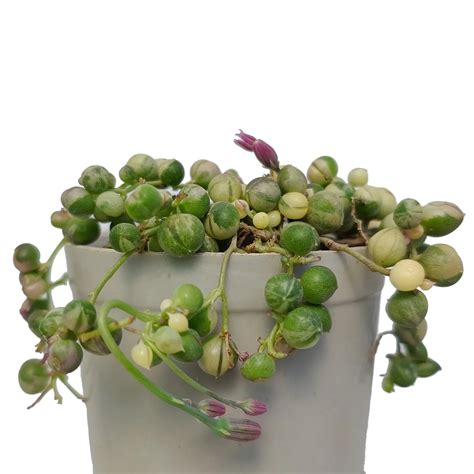 Buy Variegated String of Pearls Plant Online – Secculent