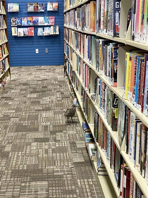 Photos: See baby seagull trapped in Morro Bay CA library | San Luis ...