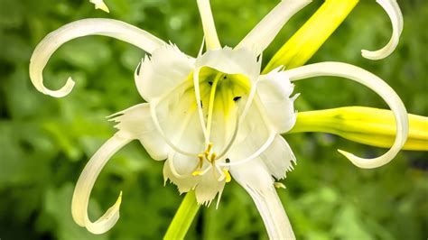 Download wallpaper 2560x1440 hymenocallis, flower, petals, pollen ...